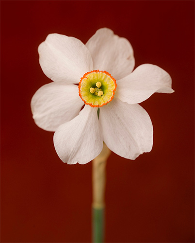 Flower photograph by Lori Adams