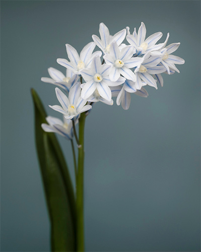 Flower photograph by Lori Adams